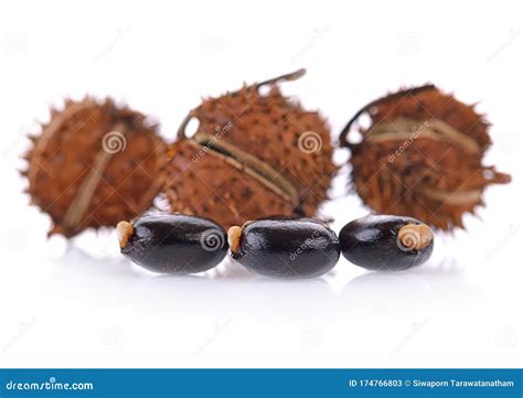 Castor Oil Seeds Ricinus Communis Isolated On White Background Stock