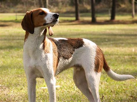 Treeing Walker Coonhound Breed Information, Characteristics & Heath Problems | DogZone.com