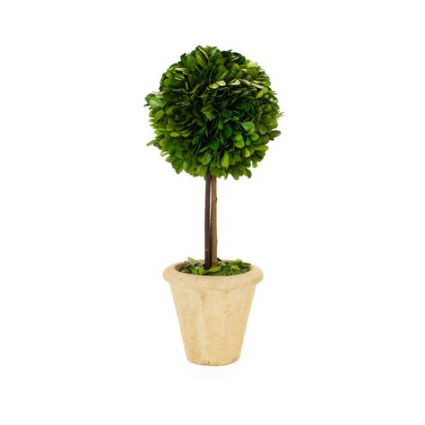 Preserved Boxwood Single Ball Topiary 16 Inch Bella Marie