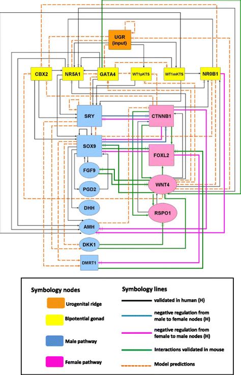 Network Of Gonadal Sex Determination Leading To Sertoli Or Granulosa