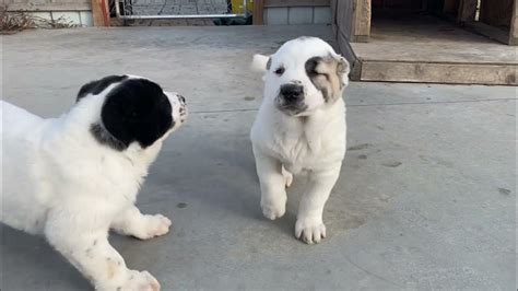 Two Silly Alabai Puppies Sisterandbrother Central Asian Shepherds