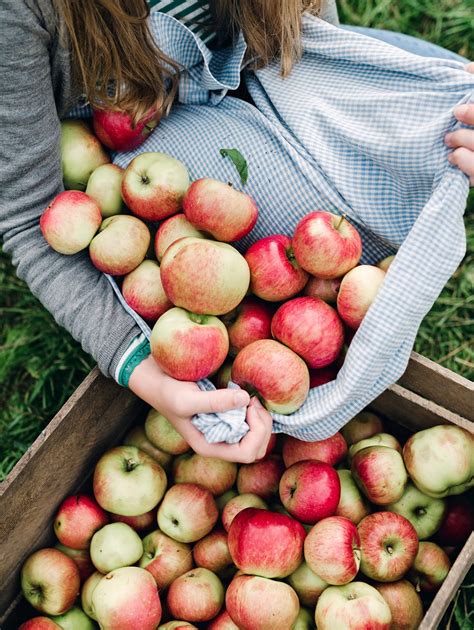 Apple Picking Near Me 2024 Today - Ardys Brittne