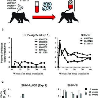 Kinetics Of Viral Loads And Proviral DNA After Adoptive Transfer A