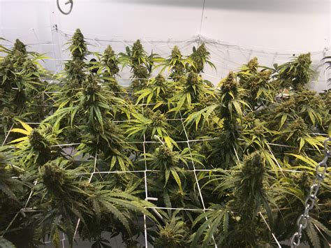 1st Scrog | Grasscity Forums - The #1 Marijuana Community Online