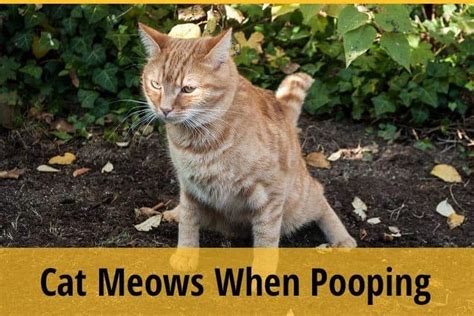 Cat Meows When Pooping What Are The Reasons