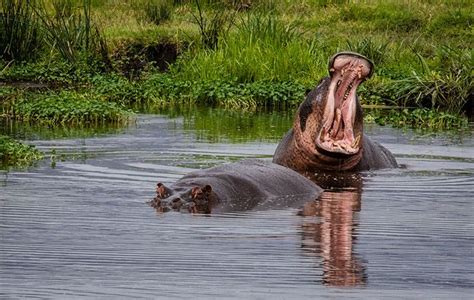 Hippo Yawn At The Hippo Pool In Serengeti National Park Tanzania