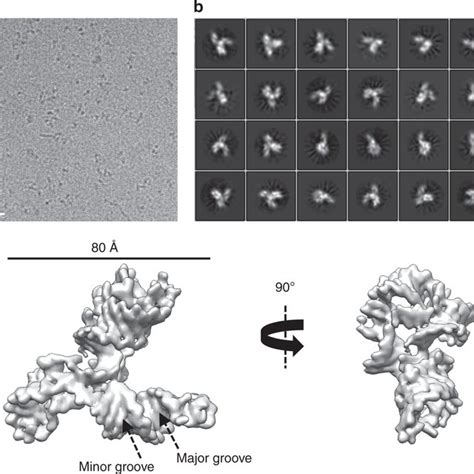 The Secondary And Tertiary Structures Of The Apo Sam Iv Riboswitch A