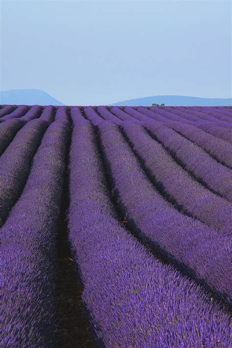 Lavande Valensole Pendant Une Semaine En Valensole Champs Flickr