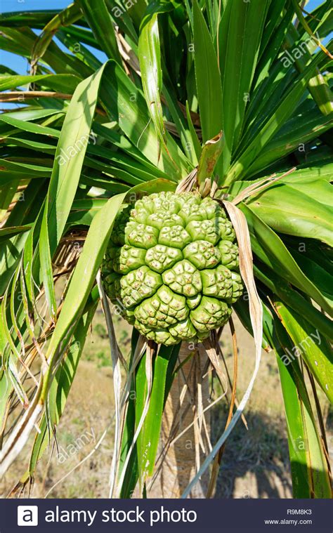 Screw Pine Fruit Stock Photos Screw Pine Fruit Stock Images Alamy