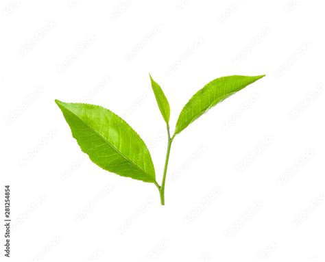 Green tea leaf isolated on white Stock Photo | Adobe Stock