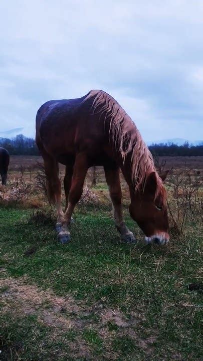 Валкадав местный ....🤣. #волкодав #horse #travel - YouTube
