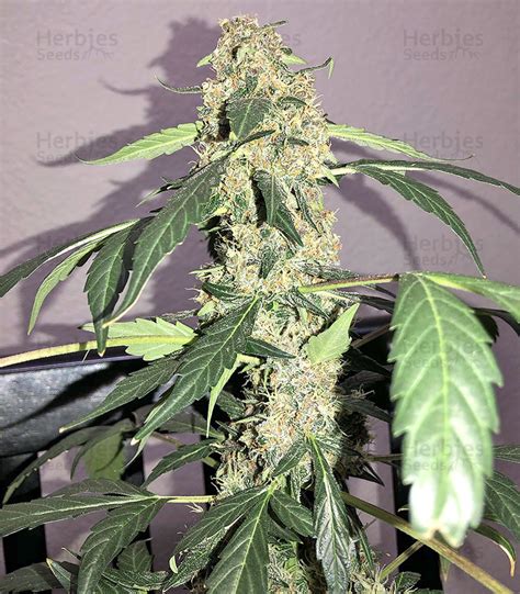 Super Auto Lemon Haze Feminized Seeds For Sale Information And Reviews