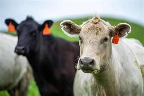 Una Vaca Con Una Etiqueta En La Oreja Est Parada En Un Campo Foto