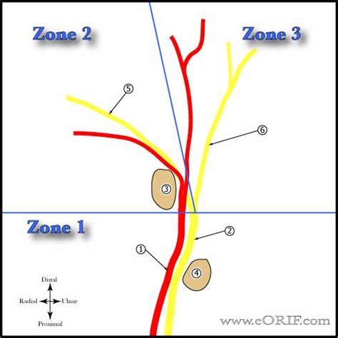 Ulnar Nerve Anatomy Images | eORIF