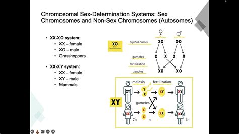 Chapter Sex Determination And Sex Linked Characteristics Youtube