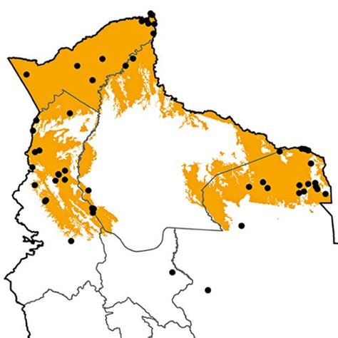 Picumnus Aurifrons Birds Of Bolivia