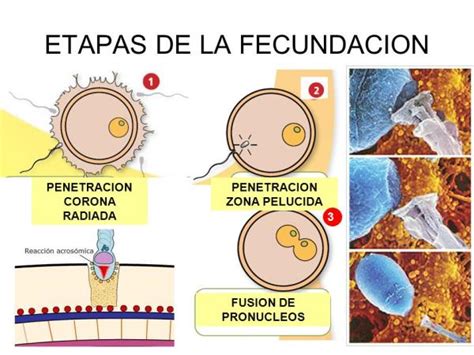 Fases de la fecundación RESUMEN CORTO