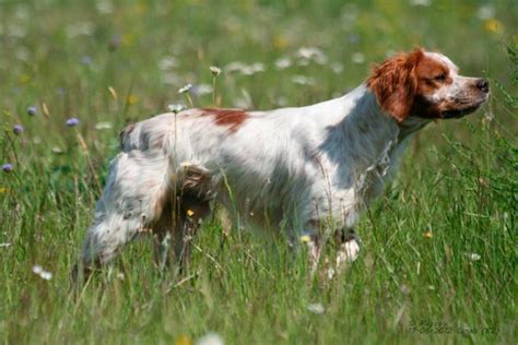 Cuántas veces hay qué lavar a un Spaniel Bretón Blog de ADOPTA un Animal