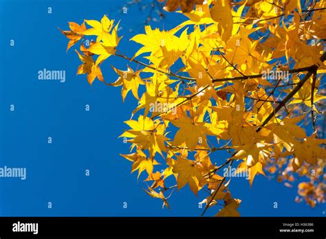 Maple leaves change color in autumn Stock Photo - Alamy