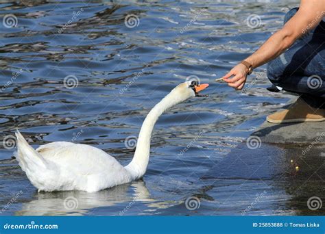 Feeding Swan Royalty Free Stock Photos - Image: 25853888