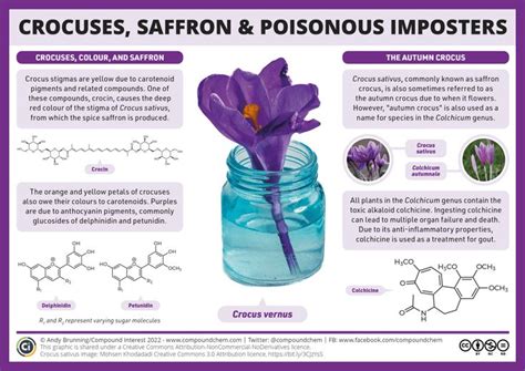 Crocus Chemistry Saffron And Colors Exploration