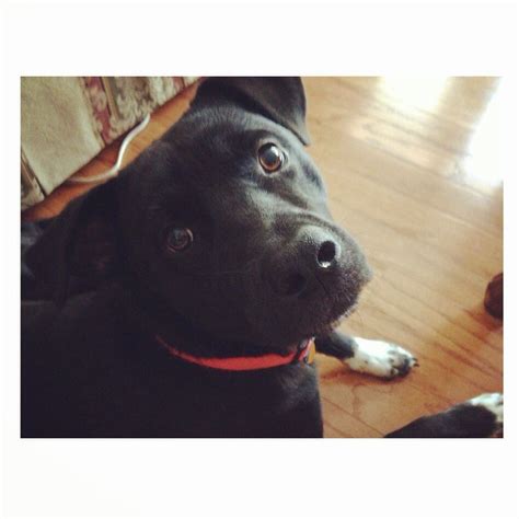 Romeo, the Lab/Basenji Mix | Puppy time, Doggy, Puppy love