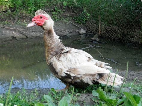 Male Chocolate Muscovy Muscovy Duck Animals And Pets Farm Animals