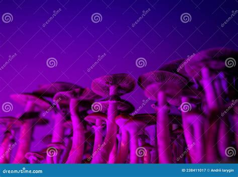 Growing Magic Mushrooms Psilocybe Cubensis Stock Image Image Of Natural Fungi 238411017