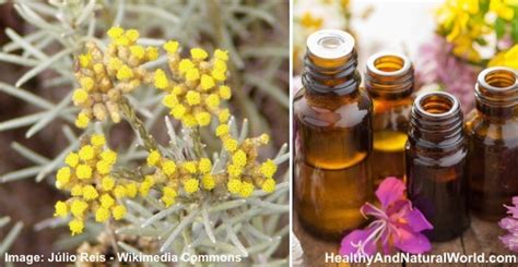 Helichrysum Essential Oil Health Benefits And Best Uses