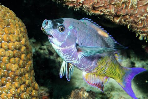 Creole Wrasse With Cleaning Goby 1 Photograph By Robert Wrenn Pixels