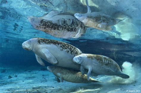 Un Mismo Oceano Un Mismo Mundo Centro De Conservación De Manatíes