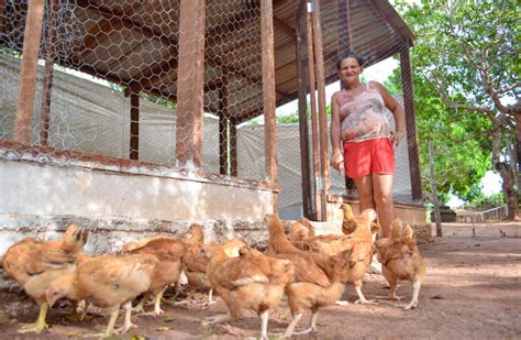 Boas Pr Ticas Na Cria O De Galinha Caipira Adel