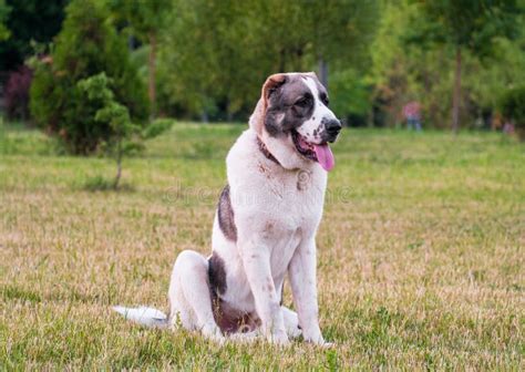 Central Asian Shepherd Dog Or Alabai Is An Ancient Breed Of Dog From