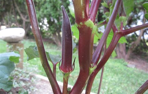 4 Best Okra Varieties For Your Vegetable Garden