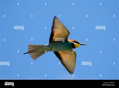 Bee Eater in flight Stock Photo - Alamy