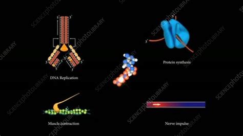 ATP Hydrolysis Animation Stock Video Clip K003 9145 Science