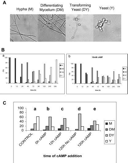 A The Morphology Of P Brasiliensis Cells Growing In Liquid Culture