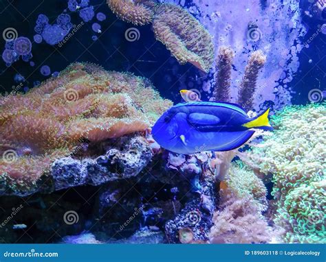 Yellowtail Blue Damselfish at Marineland Stock Photo - Image of ...