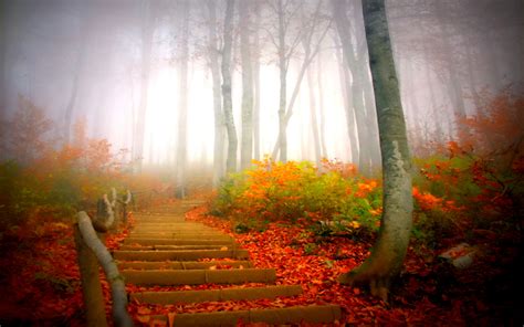 Autumn Fog Wallpapers - 1920x1200 - 559399