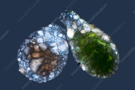 Shelled Amoeba Light Micrograph Stock Image C048 2574 Science