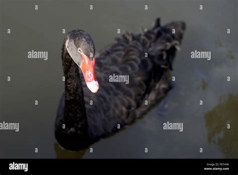 Black Tail Pond Hi Res Stock Photography And Images Alamy