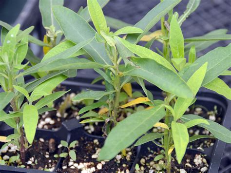 Growing Milkweeds Our Habitat Garden