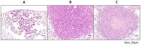 Ijms Free Full Text The Peroxisome Proliferator Activated Receptor