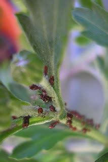 Red Aphids - Homeschool Nature Study