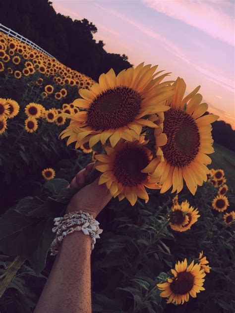 Pin By Katlyn On Sunflower Flower Aesthetic Sunflower Flower