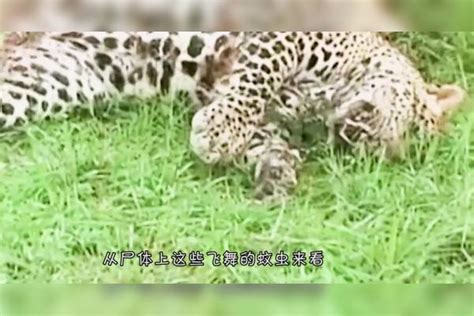 擅长爬树狩猎的豹子，这下却“栽了”！镜头记录凄惨一幕！豹子镜头