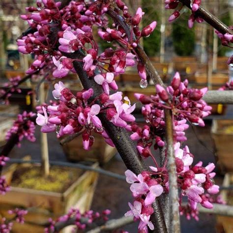 Cercis Canadensis Ruby Falls Urban Tree Farm Nursery