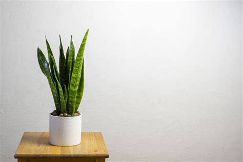 How To Make Snake Plant Grow Straight