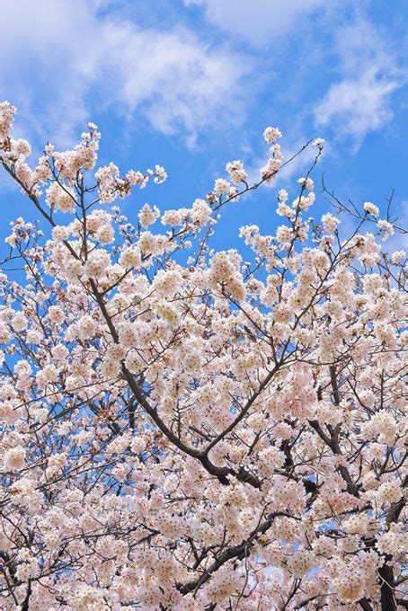 「桜」の画像・写真素材を無料ダウンロード（10）背景フリー素材 Beiz Images 写真 素材 写真 背景 フリー