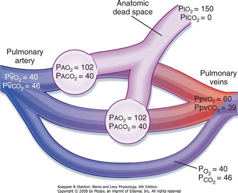 Ventilation V Perfusion Q And V Q Relationships Berne And Levy